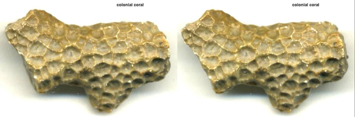 Petrified Coral fossil
