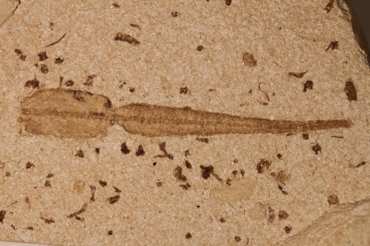 Plant Fossil
