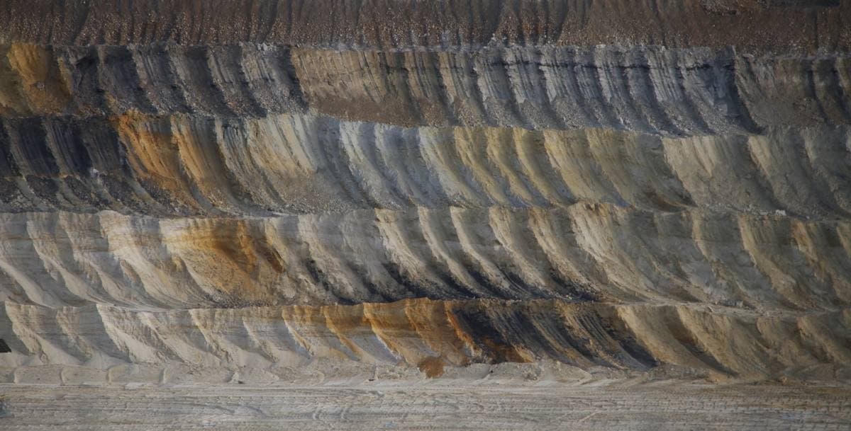 Silicified Lignite fossil