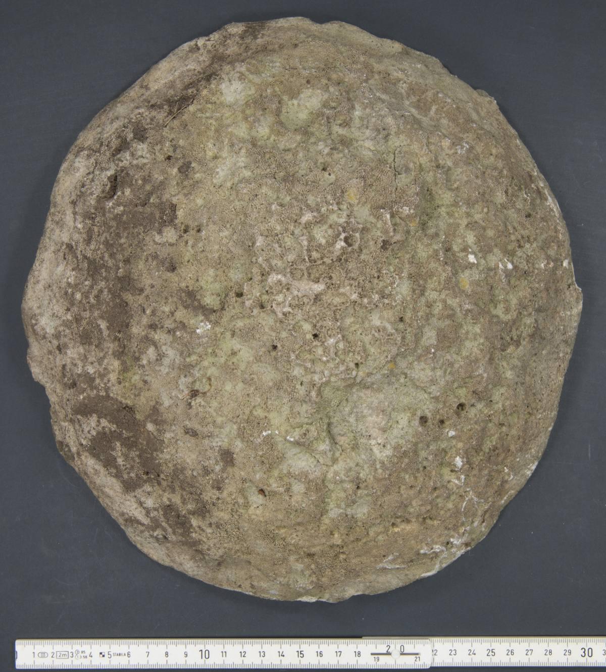 Stromatoporioids fossil