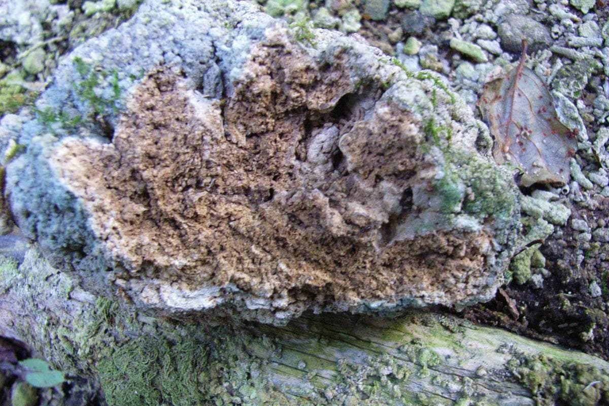 Tufa