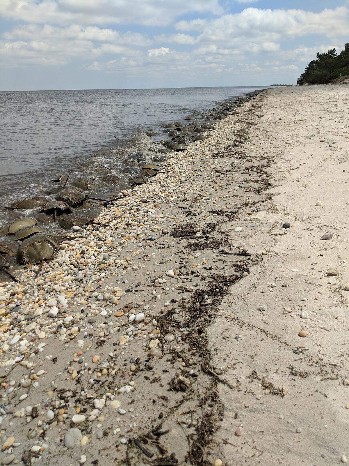 Horseshoe crabs on the shoreline at Pickering Beach, Kent County, Delaware, a Delaware Bay beach and horseshoe crab sanctuary known for beachcombing and sea glass.