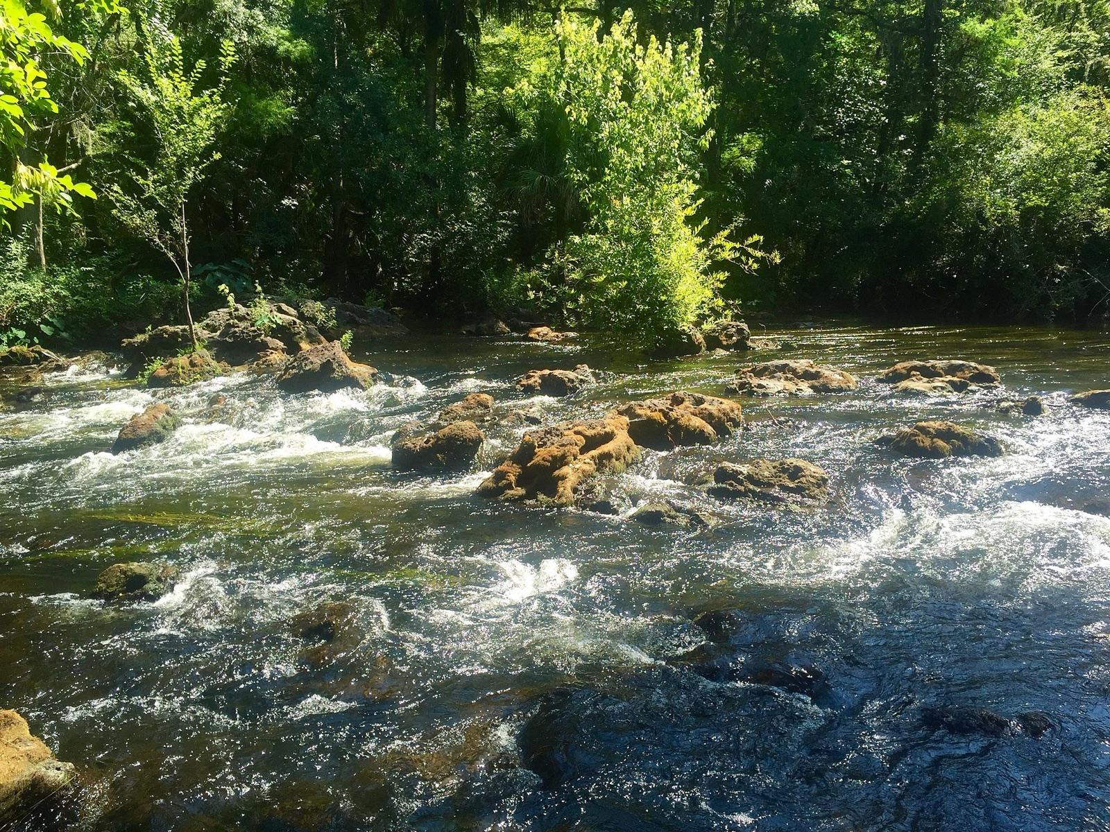Rapids over rocks on the Hillsborough River near Tampa, Hillsborough County, Florida