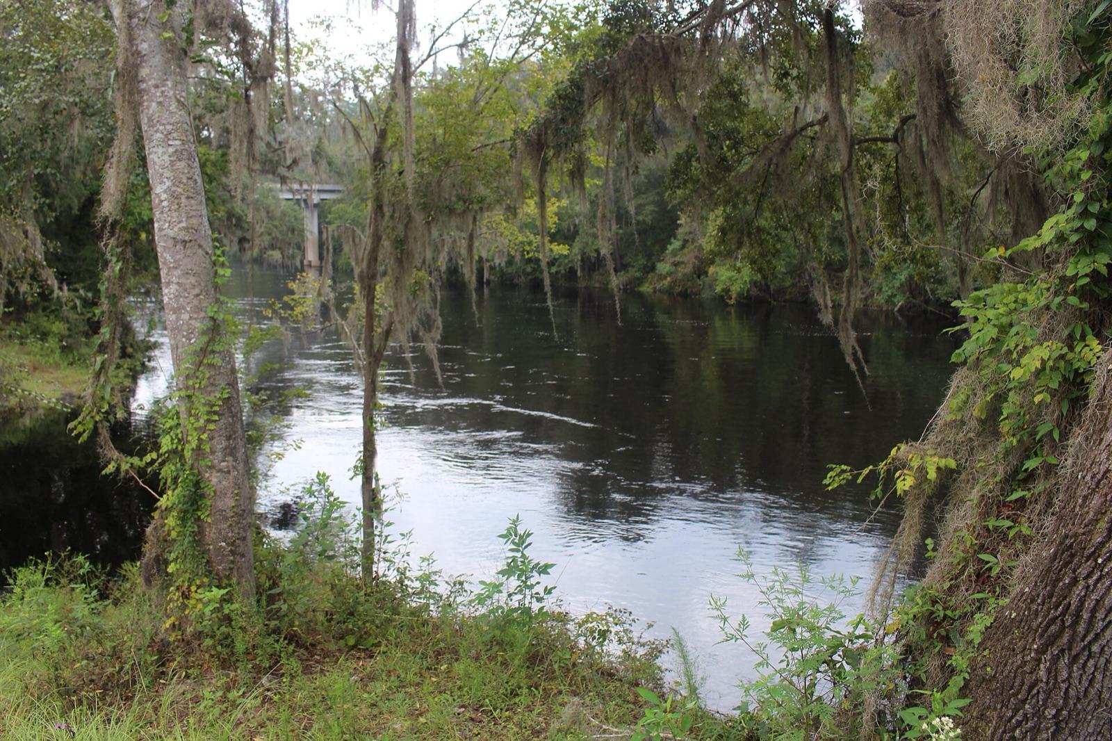The Suwannee River and its cypress-lined banks in Hamilton County, Florida