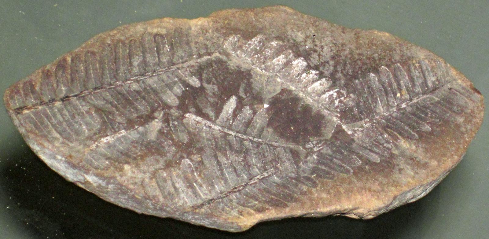 Fossiliferous ironstone (siderite) concretion holding a fern fossil, of the type collected from the Mazon Creek beds at the Pit 11 / Mazonia-Braidwood area, Grundy County, Illinois