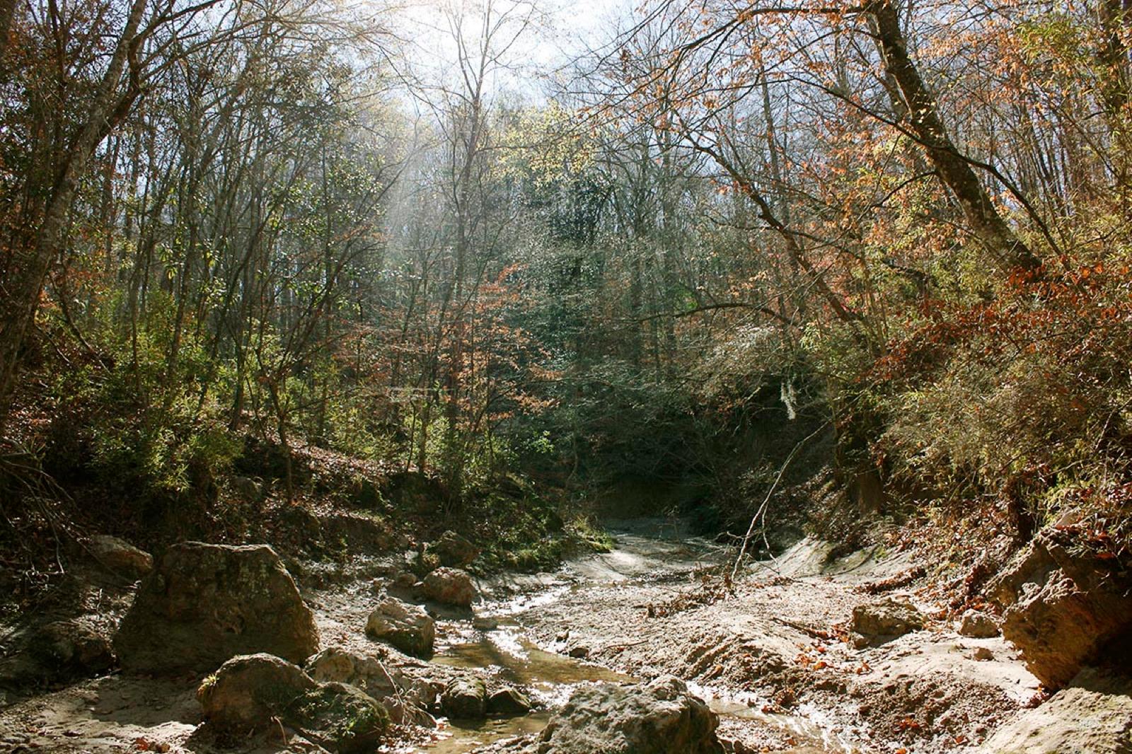Gravel-bedded ravine in the Tunica Hills, West Feliciana Parish, Louisiana