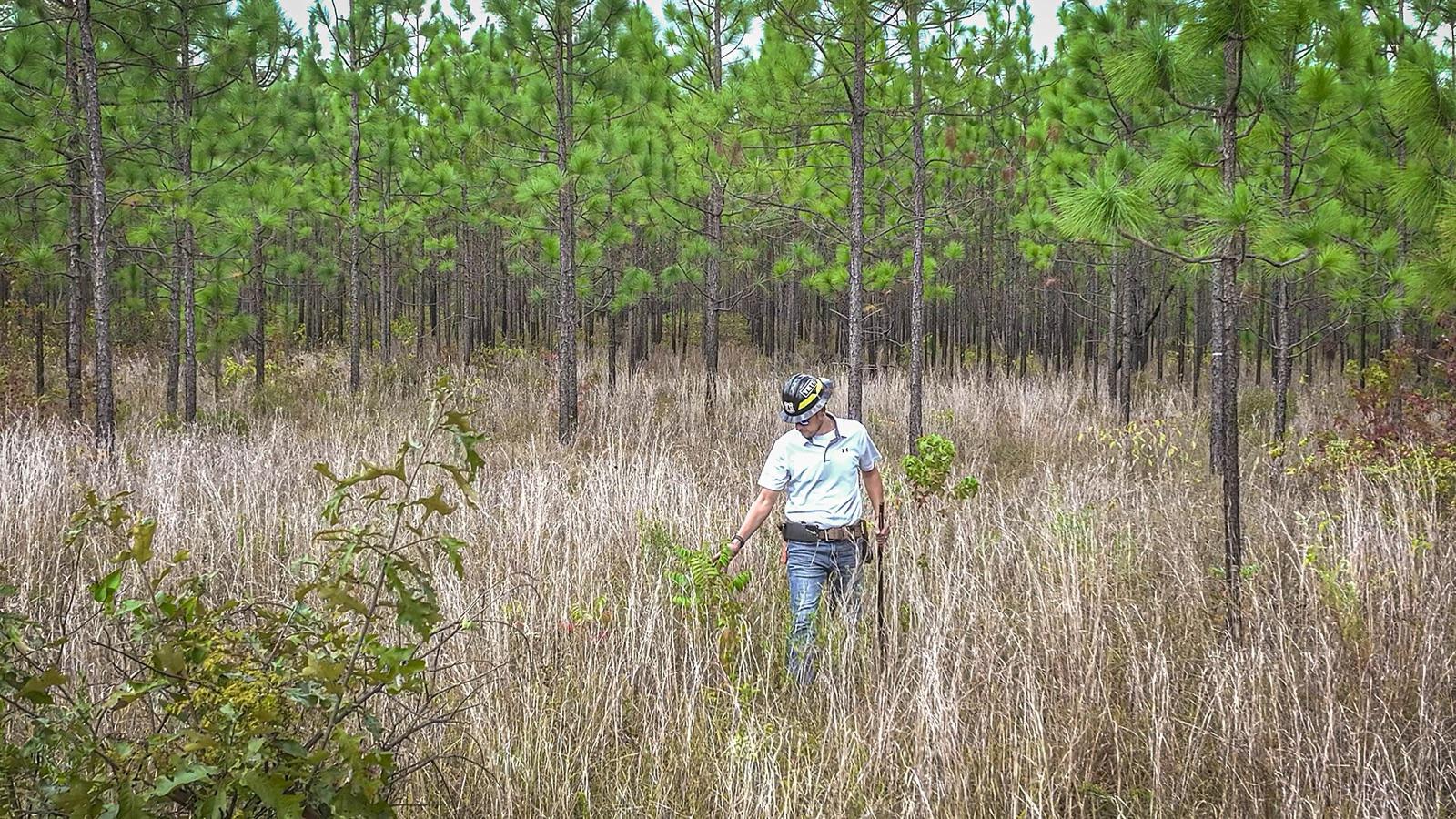 Longleaf pine woods in Kisatchie National Forest, representative of the forest spanning Vernon Parish, Louisiana