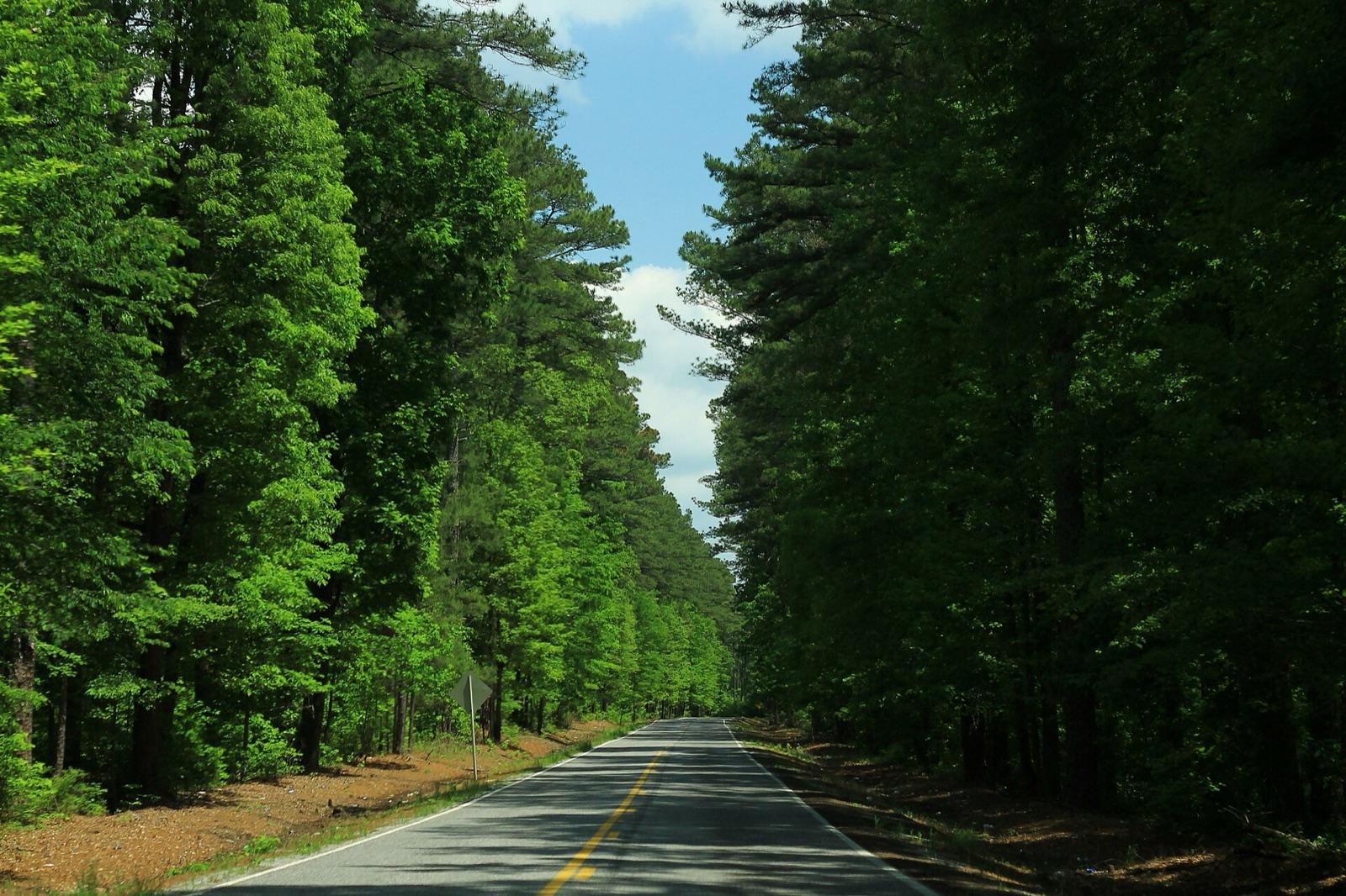 A pine-lined forest road through Bienville National Forest, central Mississippi