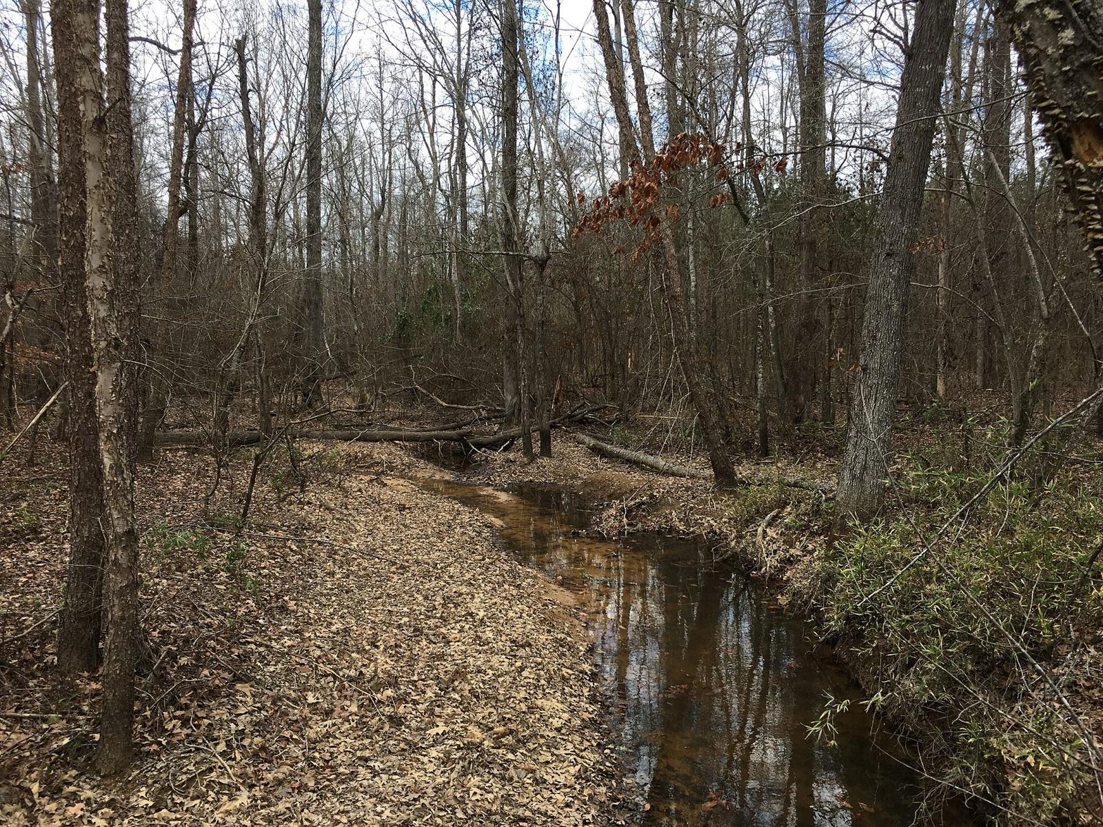 A wooded creek with a sandy, gravel-strewn bed in Holly Springs National Forest, Marshall County, Mississippi, where petrified wood concentrates