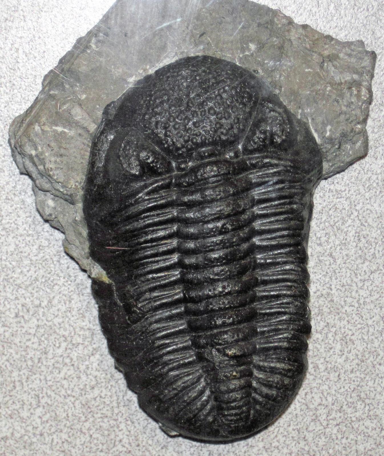 Phacops trilobite from the Middle Devonian Silica Formation at Sylvania, Lucas County, Ohio, a representative specimen of the fossils collected at Fossil Park (not a photo of the park itself)