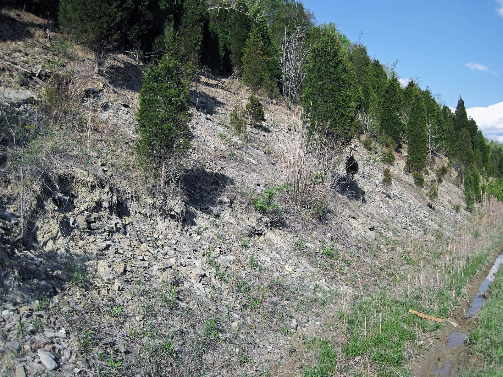 Layered Upper Ordovician Kope Formation in a roadcut near Cincinnati, the same fossil-bearing Cincinnatian rock exposed at Trammel Fossil Park in Sharonville, Hamilton County, Ohio