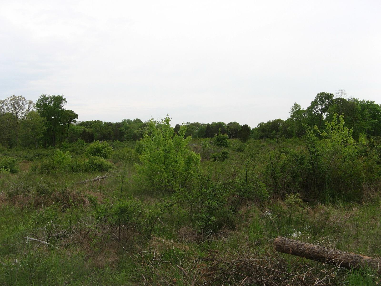 The Rock Springs serpentine barrens in Fulton Township, part of the State Line serpentine district, Lancaster County, Pennsylvania