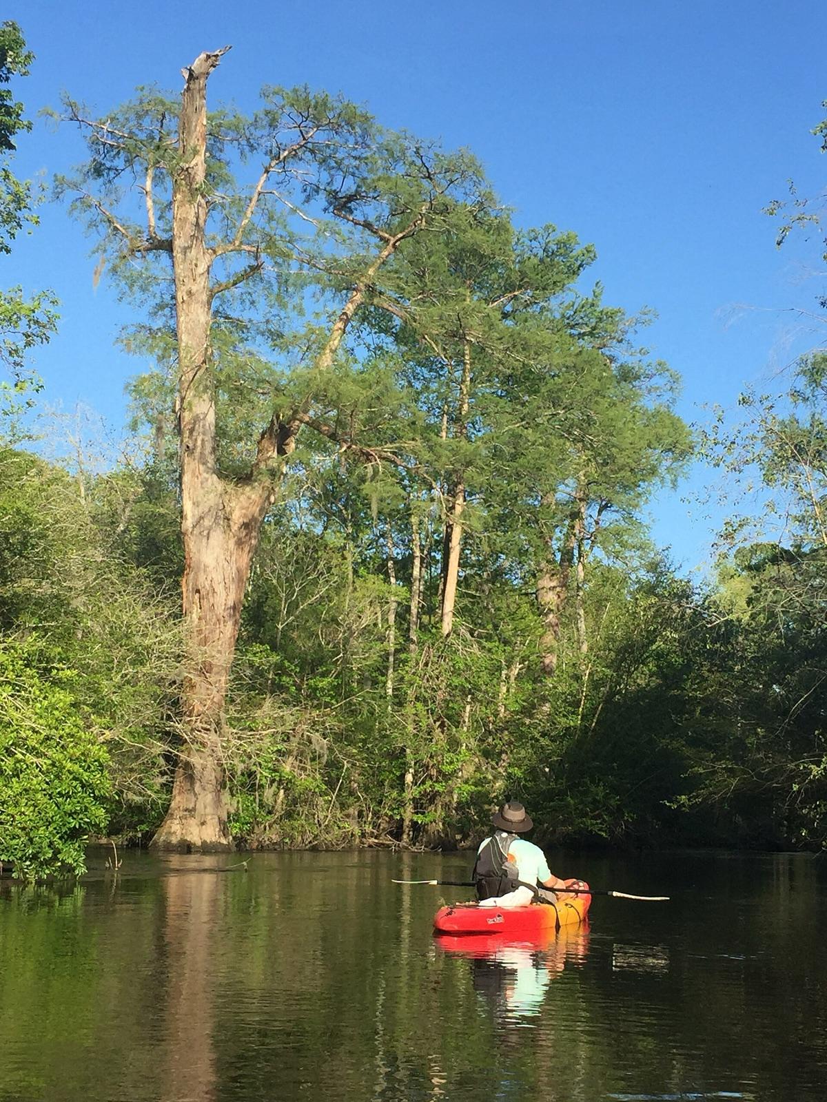 A paddler on the Lynches River in the coastal plain near Scranton, Florence County, South Carolina