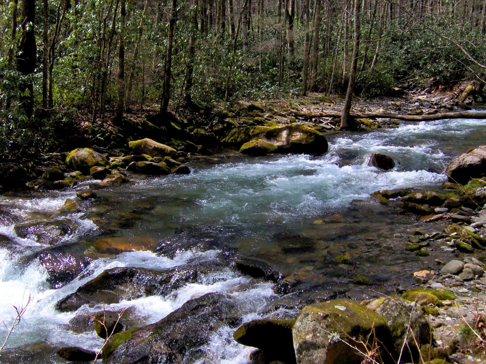 Big Creek, a clear mountain stream in the Cocke County foothills of the Great Smokies, Tennessee