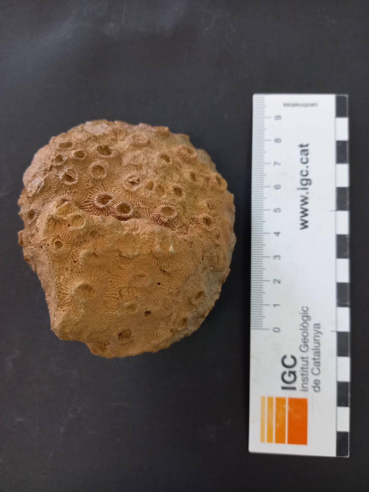 Coral