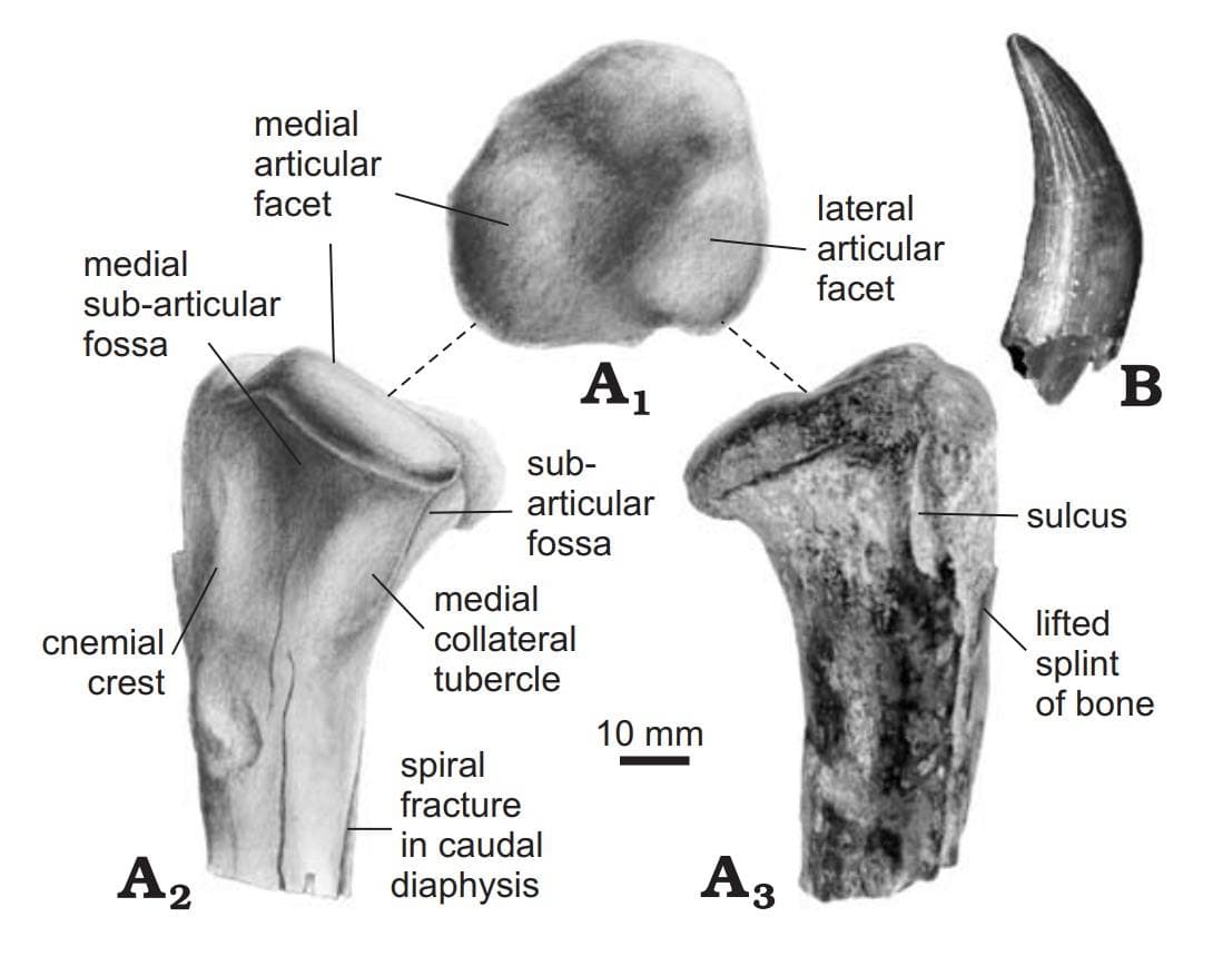 Crocodile Tooth fossil