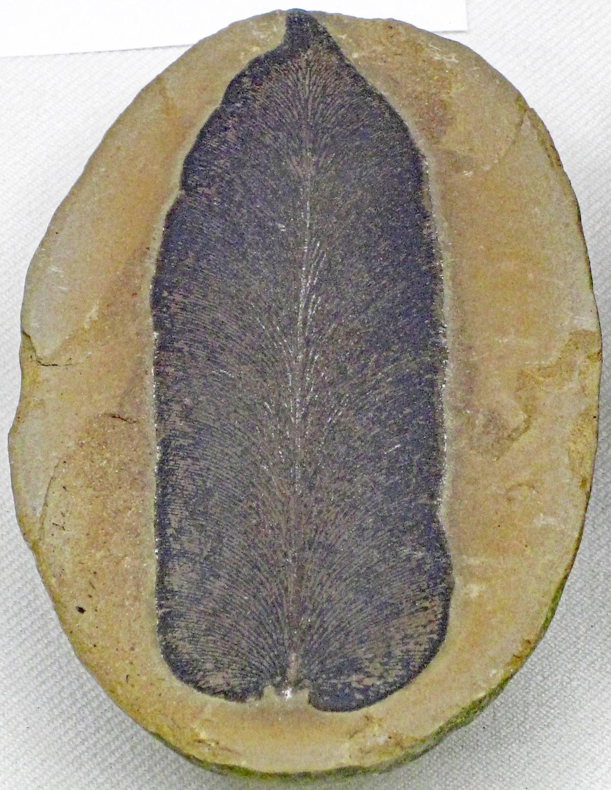 Fossilized Ferns
