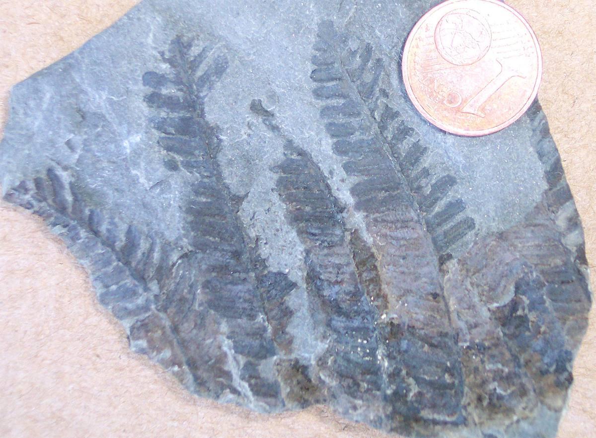 Fossilized Ferns