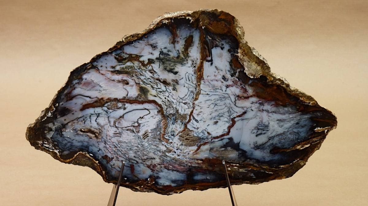 Fossilized Wood