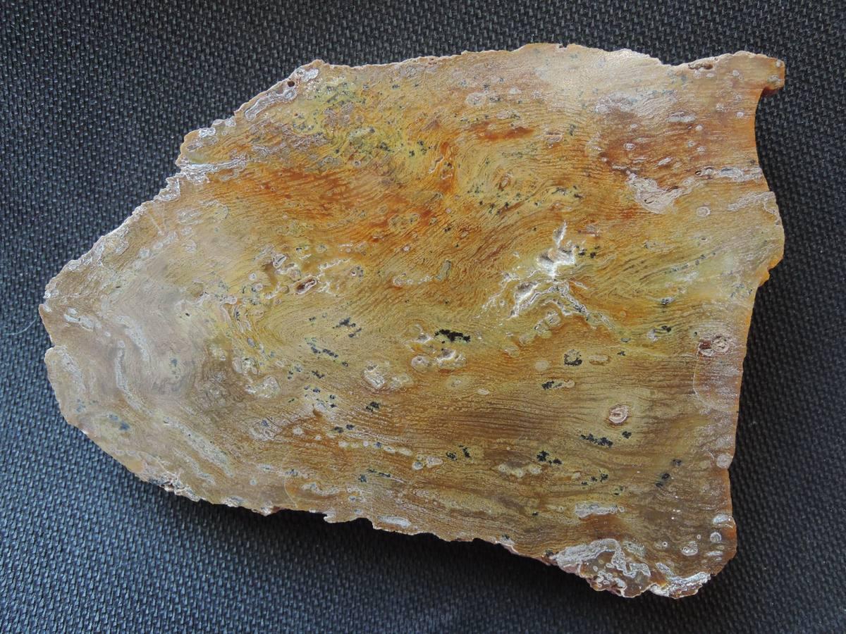 Fossilized Wood