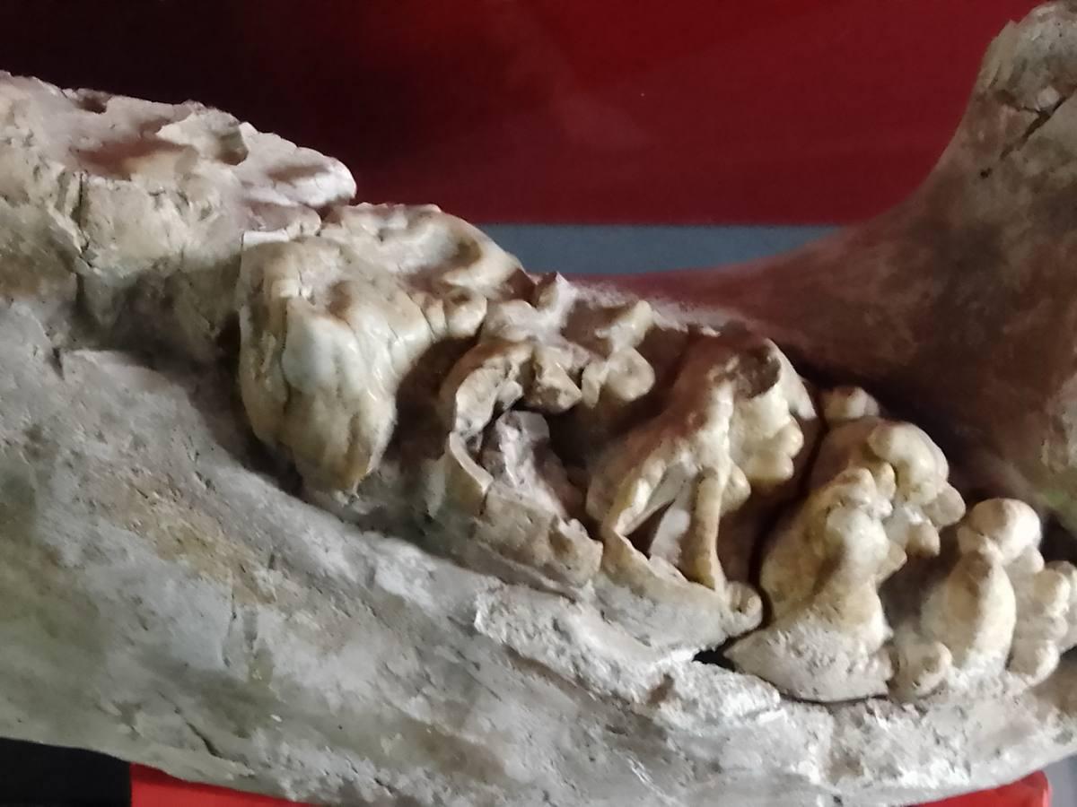 Mastodon Tooth