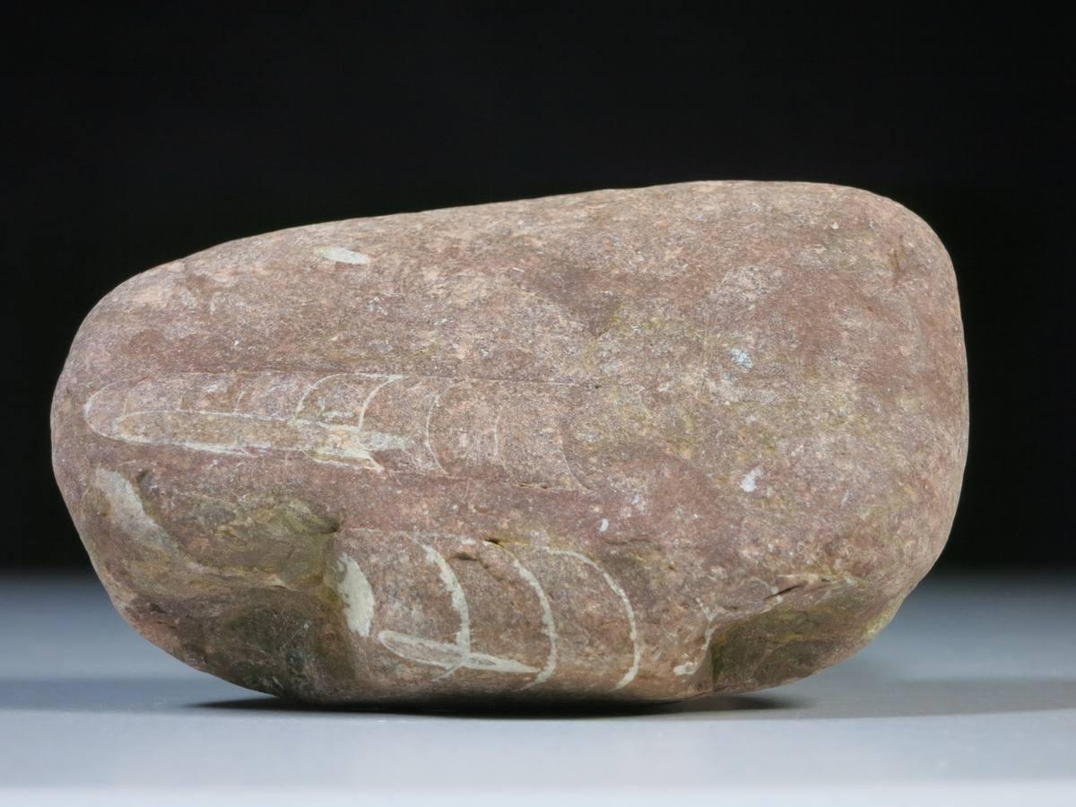 Orthoceras fossil