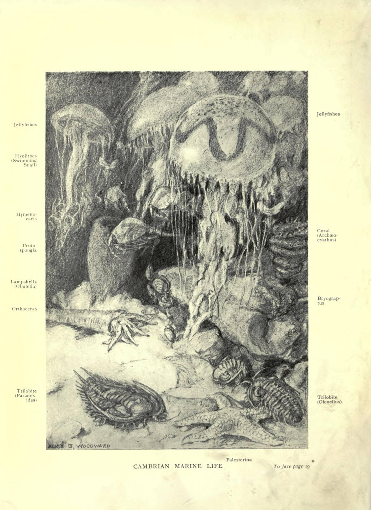 Orthoceras fossil