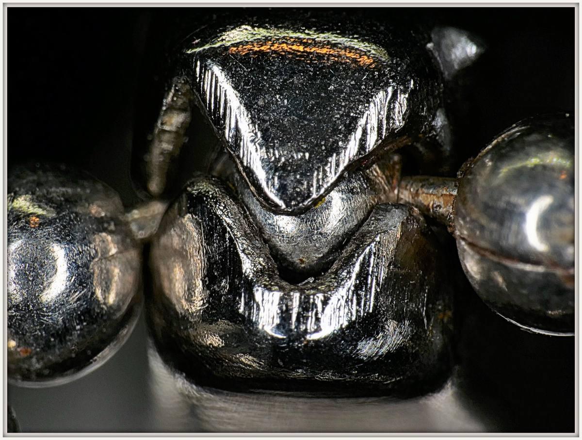 Pearls fossil