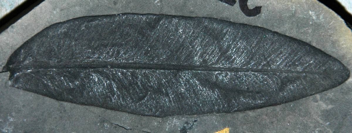 Plant Fossil