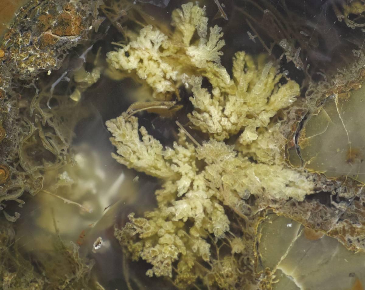 Priday Plume Agate gemstone