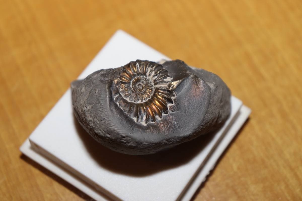 Pyritized Gastropods fossil