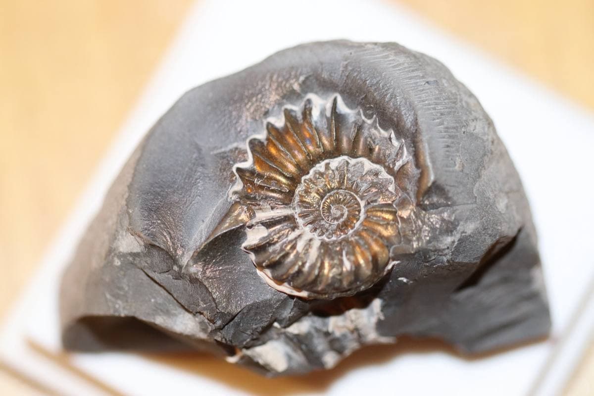 Pyritized Gastropods fossil