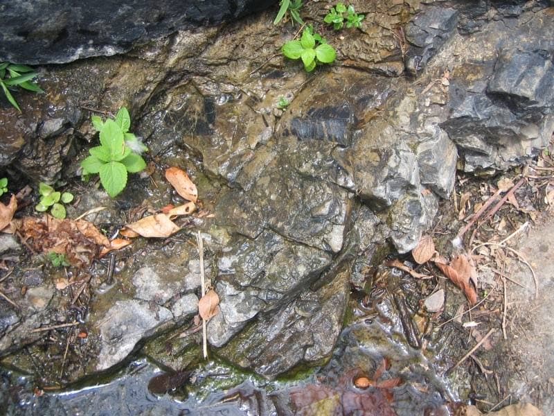 Silicified Ferns fossil