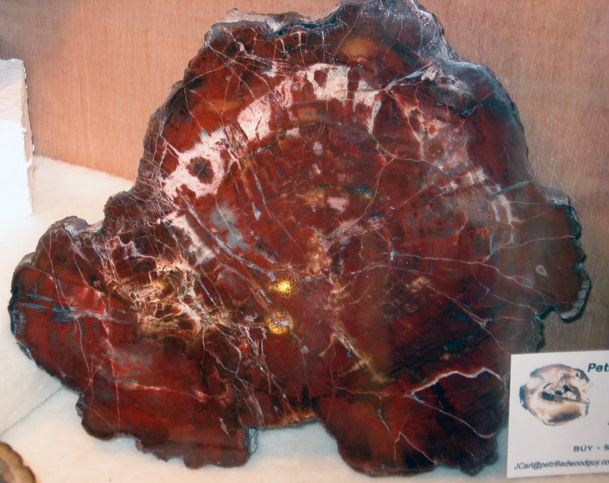 Silicified Pine Cones fossil