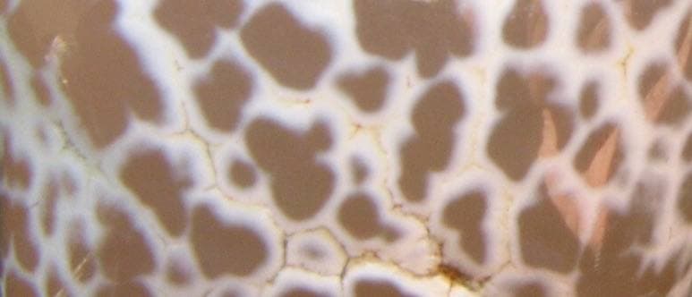 Snakeskin Agate gemstone