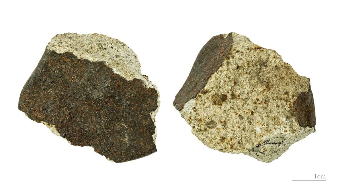 Stony Meteorite fossil