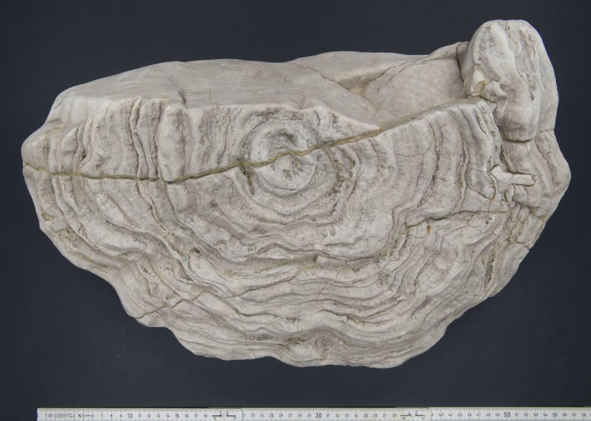 Stromatoporioids fossil