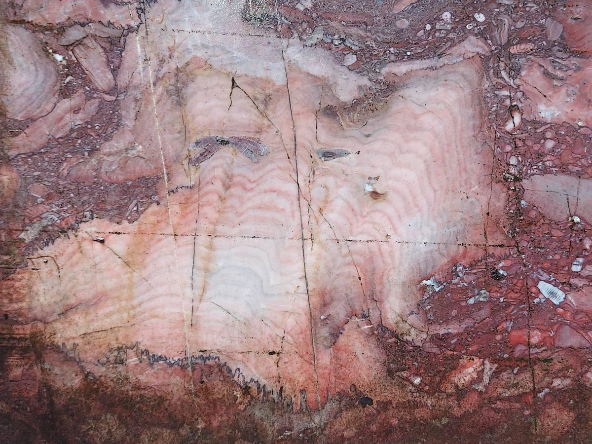 Stromatoporioids fossil