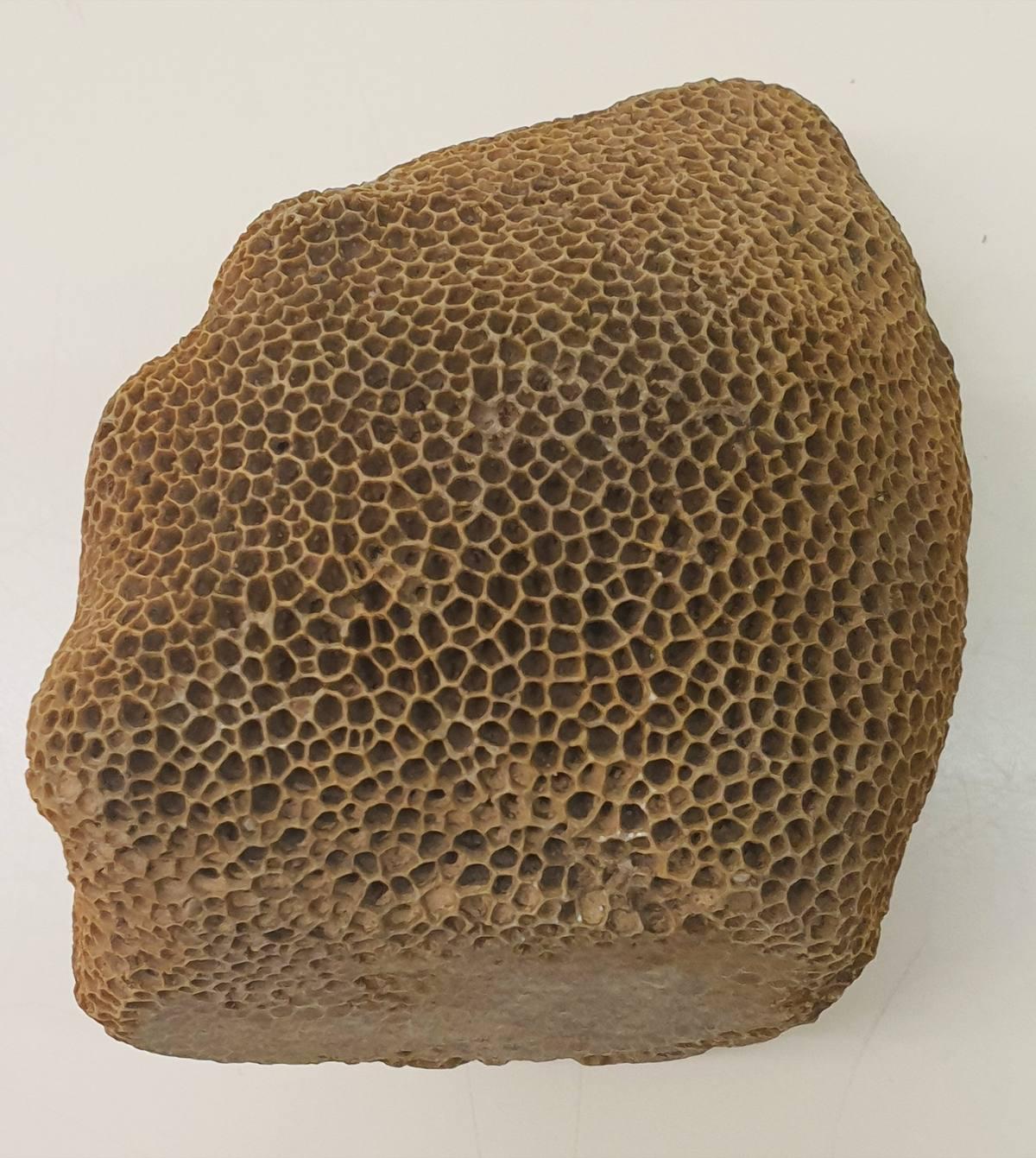 Tabulate Coral fossil