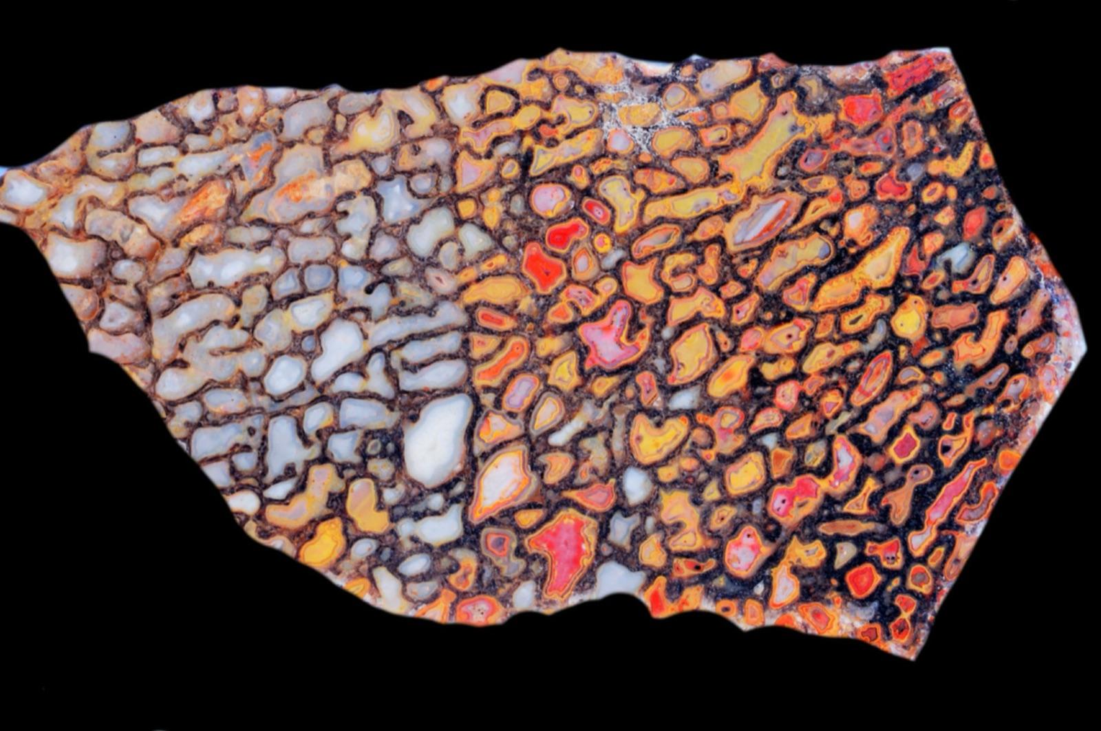 Polished slab of agatized dinosaur bone (gem bone) with colorful bone cells