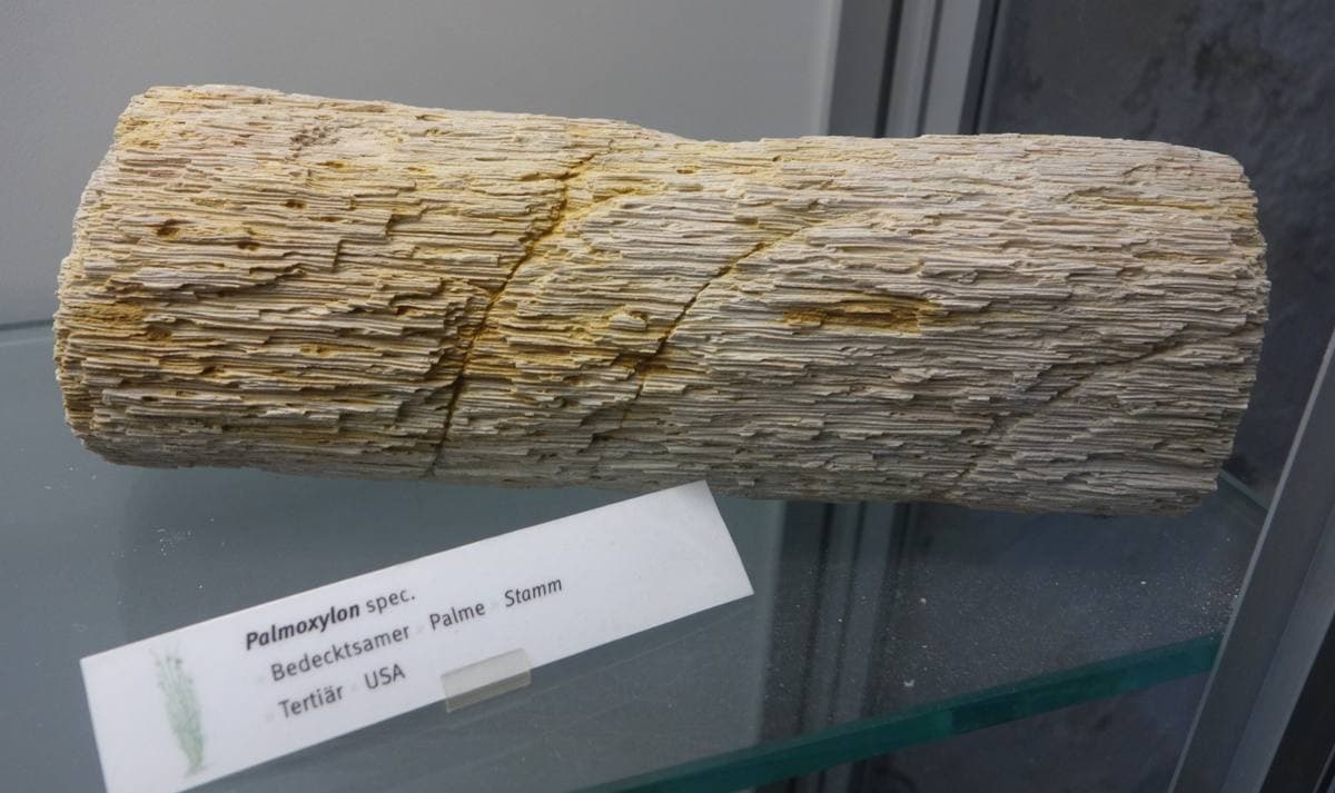 Agatized Palm Wood fossil