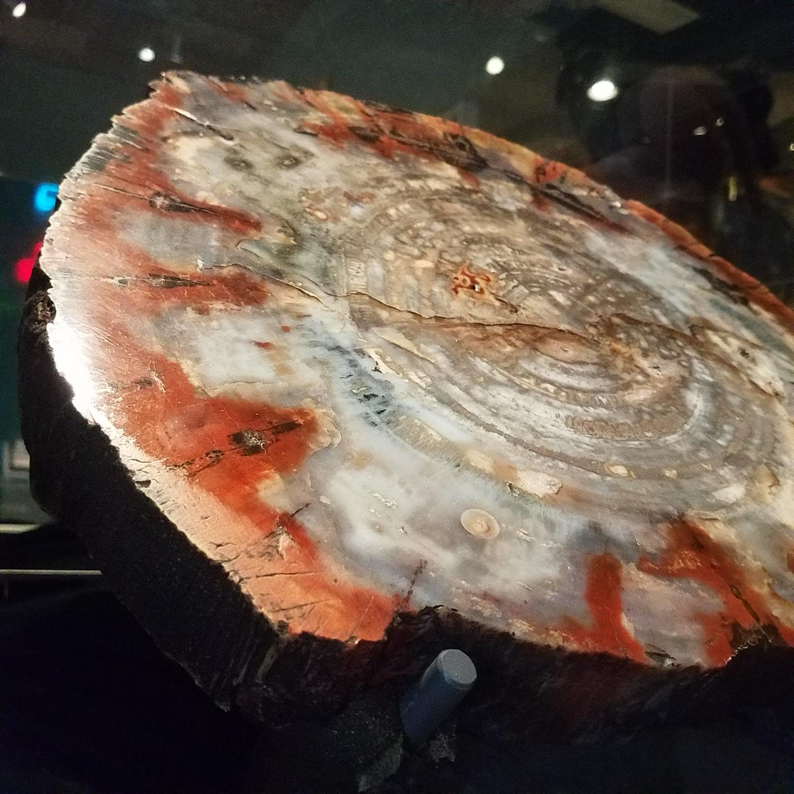 Polished slice of agatized petrified wood with growth rings in white and red chalcedony, Science Museum of Minnesota
