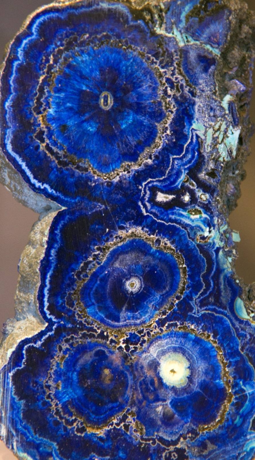 Polished azurite stalactite sections showing concentric banding, Bisbee, Arizona