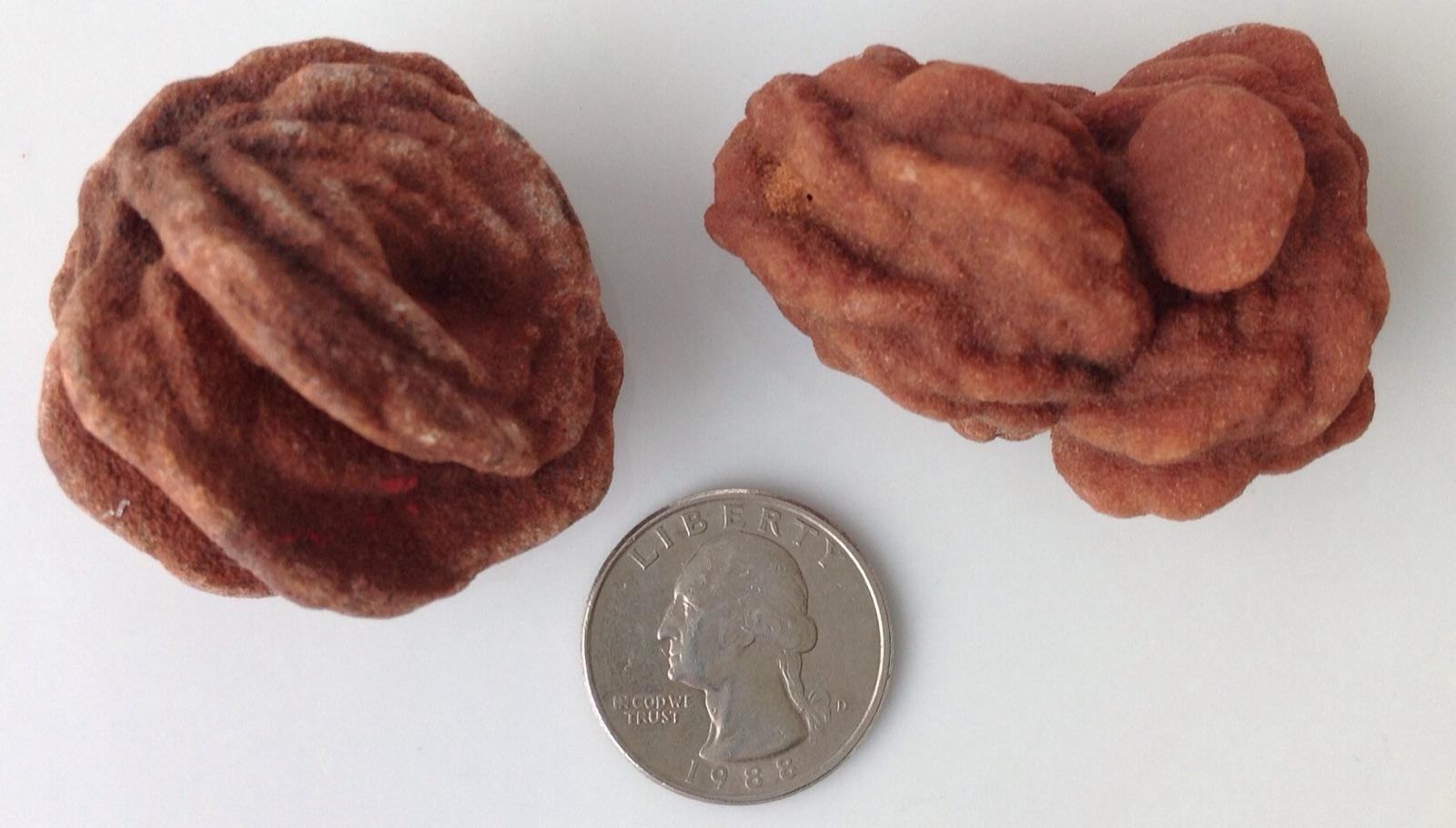 Two red-brown barite roses from Cleveland County, Oklahoma, beside a US quarter