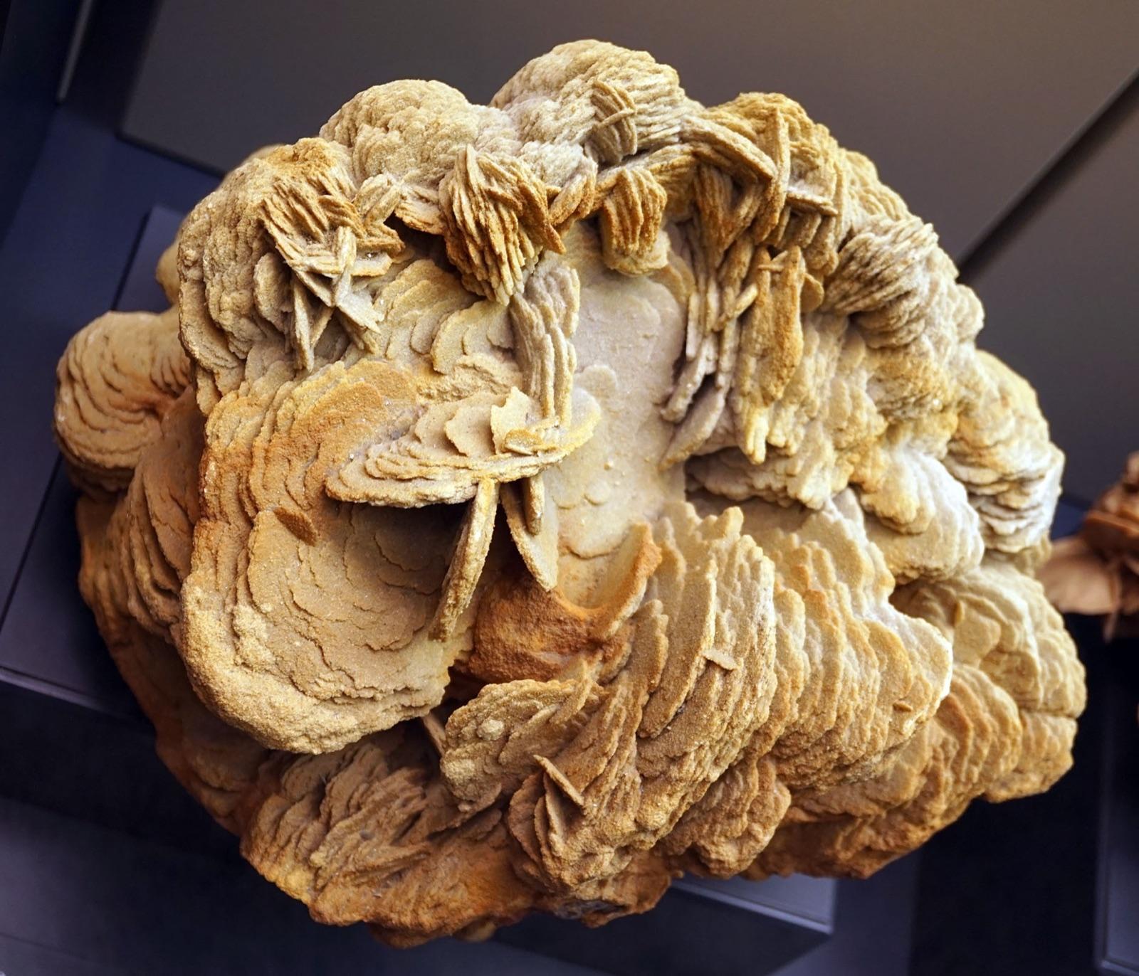 Tan baryte rose with stacked bladed crystals, Naturmuseum Augsburg