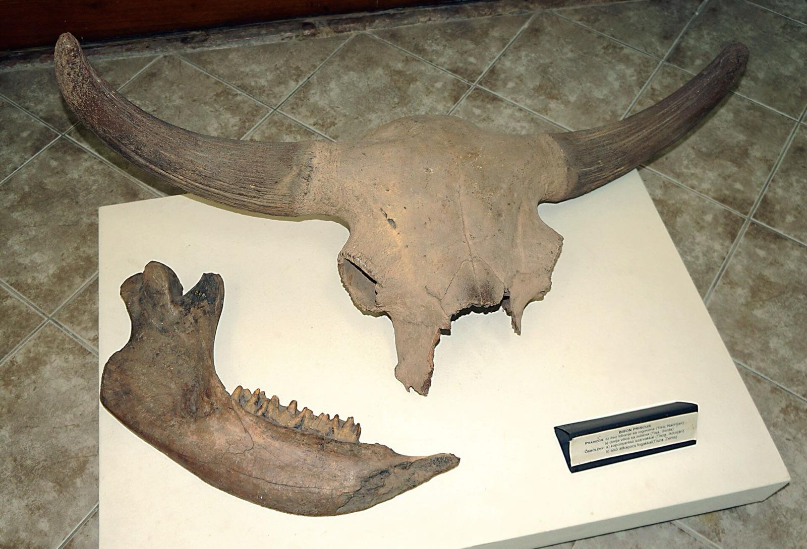 Fossil Bison priscus skull and jaw at the Senta museum