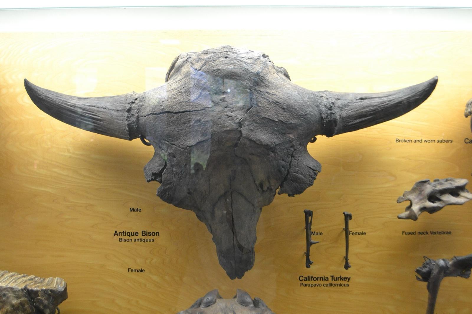 Fossil Bison antiquus male skull from the La Brea Tar Pits