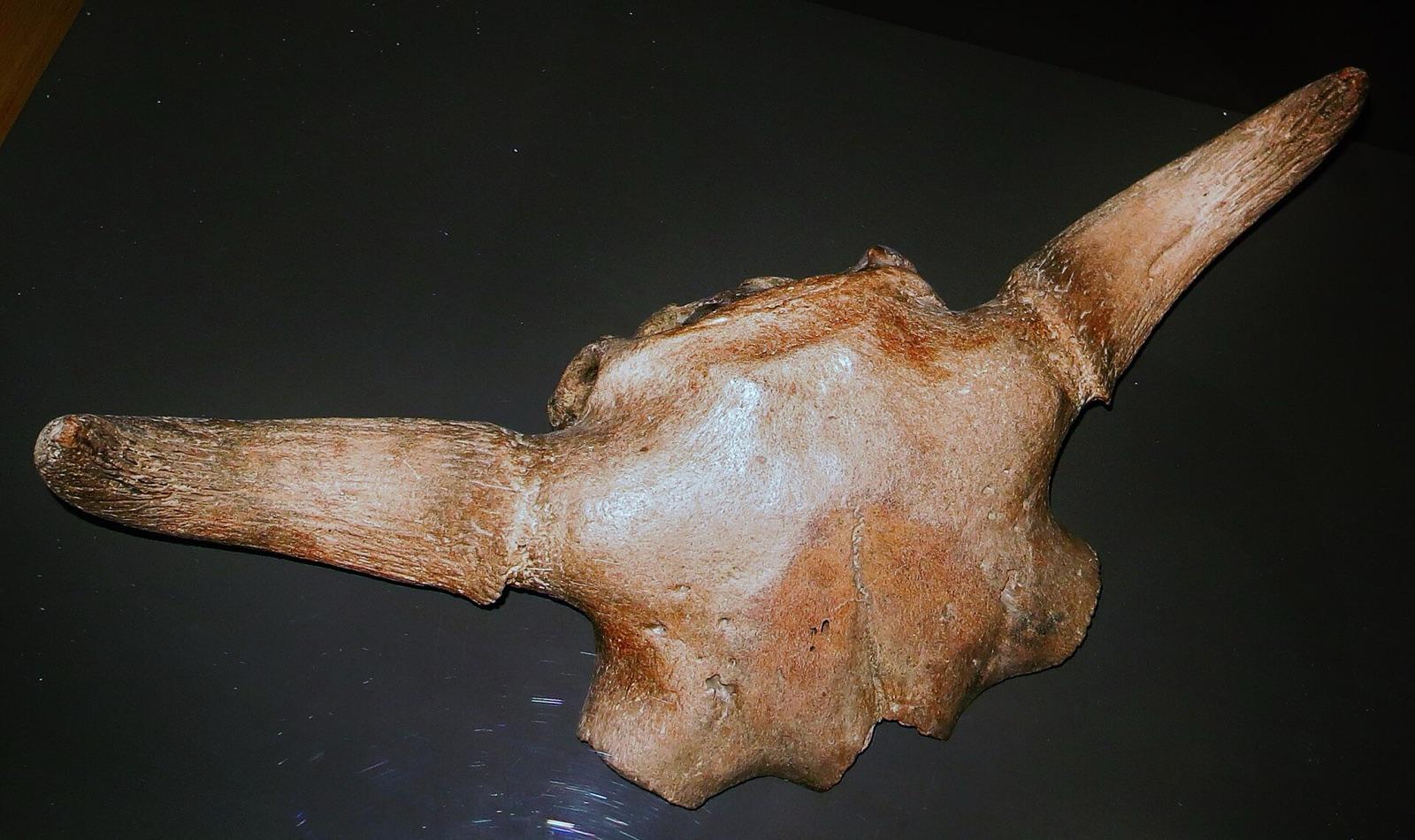 Fossil Bison priscus skull at MUSE, Trento