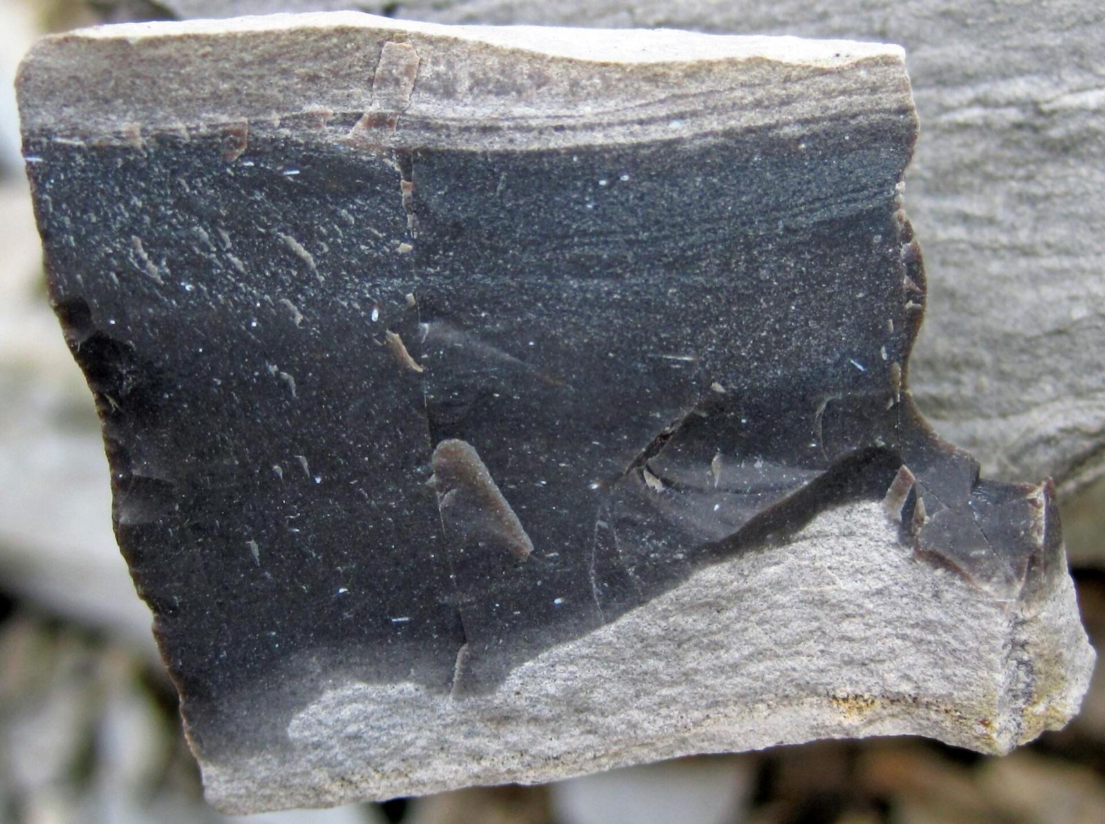 Broken black chert nodule in limestone, Delaware Limestone, Ohio