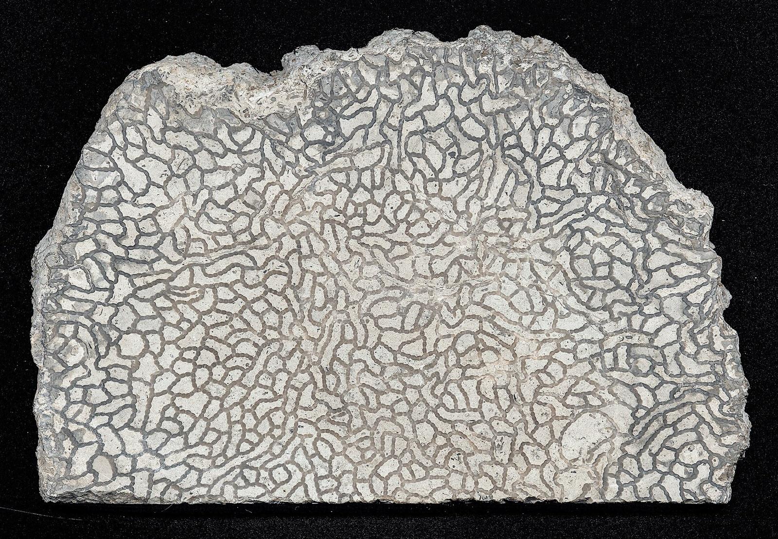 Polished Halysites chain coral from the Silurian of Gotland, Sweden